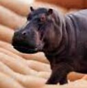 NorthAmericanHouseHippo