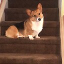 CorbytheCorgi