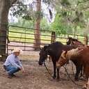 WellBalancedHorsemanship