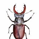 Stagbeetle