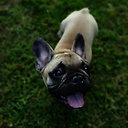 louie_g_frenchie