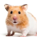 Hamsterplay