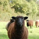 brownsheep1