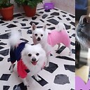 Chihuahuadogs