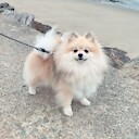 jamthepom