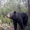 TheEvergladesBear