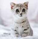 cutepets_