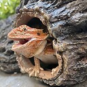 The_Crafty_Lizard