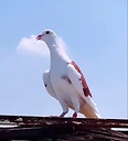 pigeonlovevideo