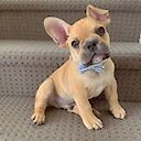 Mr_bruno_the_frenchie