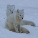 AlaskaWildlifeAdventures