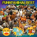 FunnyAnimalBest