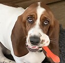 TexasBasset