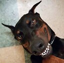 dobermansmiles