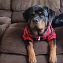 alfieboyrottie