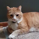 OrangeKitty