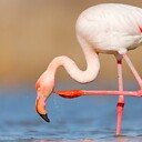 ISkinFlamingos