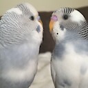 LarryandBarrytheParakeets