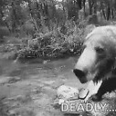 GrizzlyDog8Puppybear