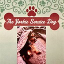 theyorkieservicedog