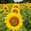 Sunflowersr
