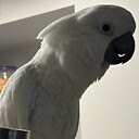 cecilthecockatoo