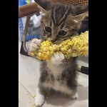Funny animals videos😍Cute & Kittens 🥰Viral