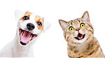Dog and Cat Funny vedios