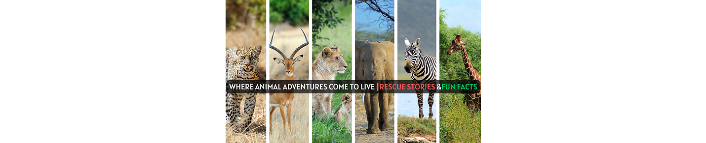 Where Animal Adventures come to live | Rescue stories & Fun Facts
