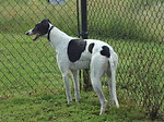 Greyhounds Among Us