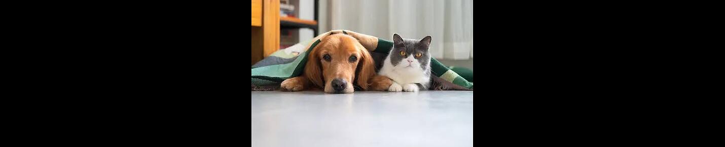 Dog and Cat Moment