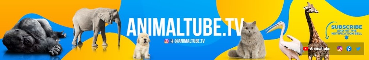 AnimalTube.TV