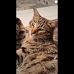 Funny videos & pets