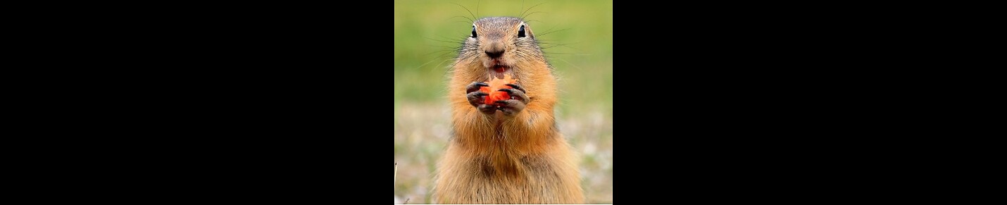 Its all about cute little innocent and naughty bobak marmot