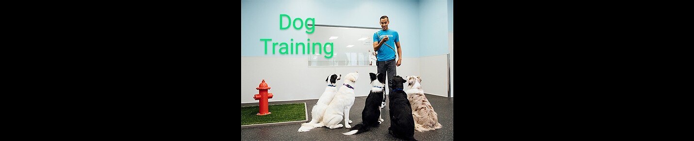 How to train your dog/disciplined training /obedient training/fun with dog
