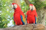 amazing parrots