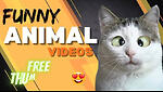 Funny video, funny video animals