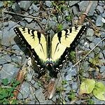 Mating Yellow Swallowtails