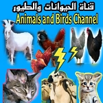 Animals8and8Birds8Channel