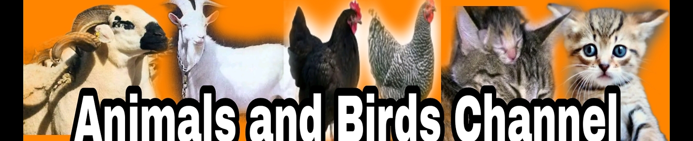 Animals8and8Birds8Channel