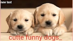 Cute DogsVideos