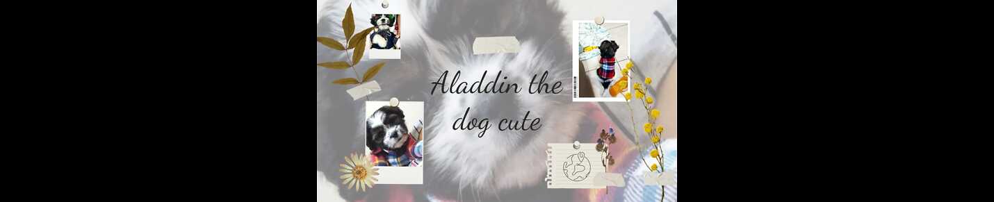 Aladdin the cute dog