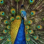 Peacock Beauty