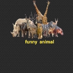 Funny animal vidio
