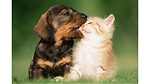 Cute_Dogs&cat