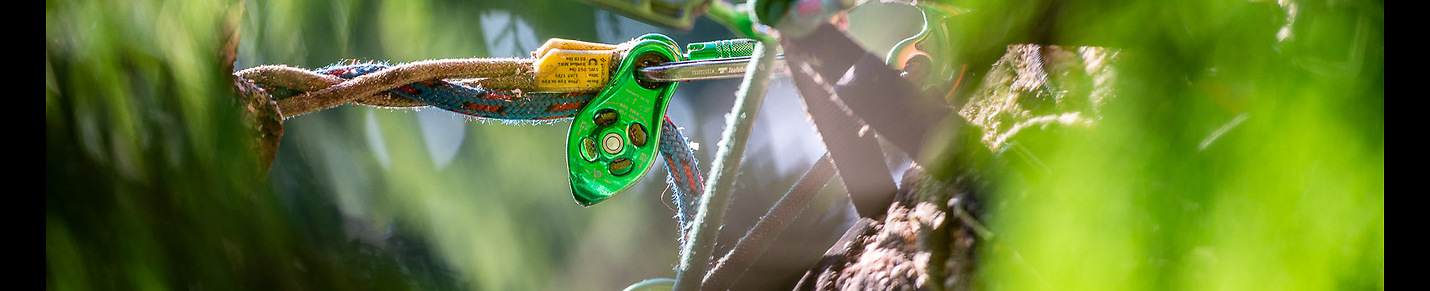 Climbing Arborist