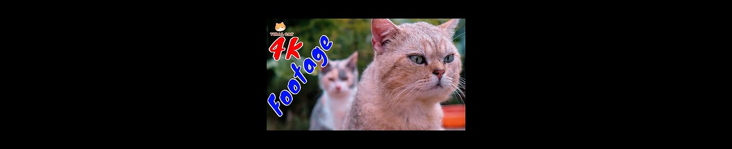 😂 Funniest Cats and Dogs Videos 😺🐶