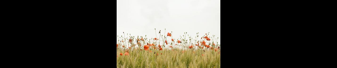 Nature Best View