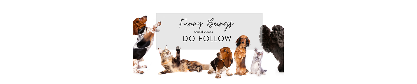 Funny cat & dog videos