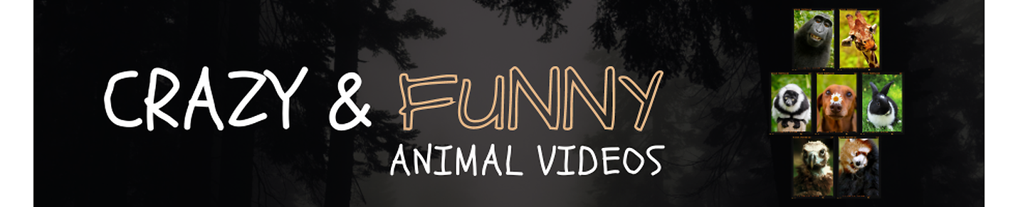 Unveiling the Wonders of the Animal Kingdom: Where Every Video is a Heartwarming Tale